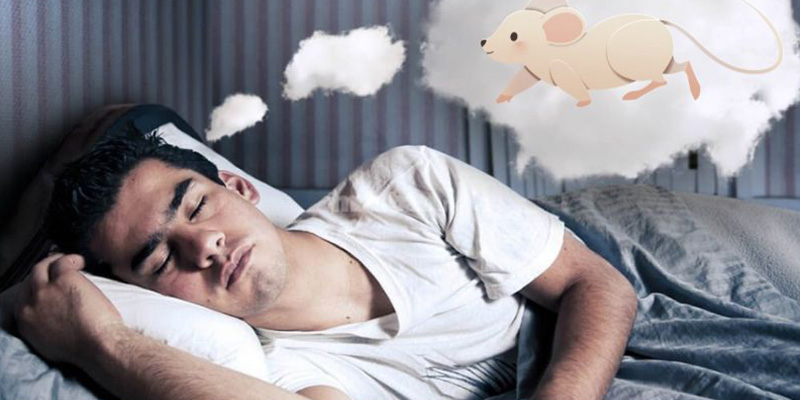 Giải Mã Giấc Mơ Thấy Chuột Theo Góc Nhìn Từ Chuyên Gia
