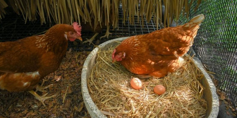 Tìm hiểu những con số trong giấc mơ thấy gà chi tiết