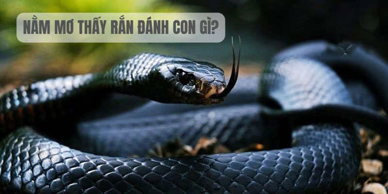 Nằm mơ thấy rắn đen đánh con gì ăn giải độc đắc?