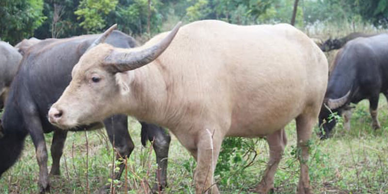 Khám phá ý nghĩa giấc mơ thấy trâu