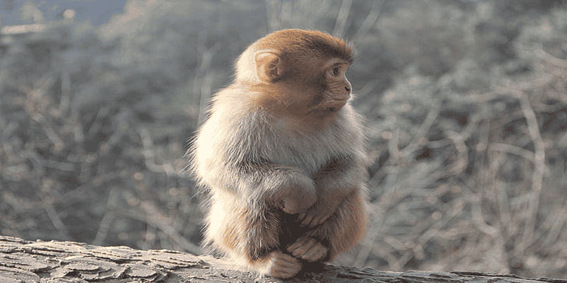 Giải mã những ý nghĩa khi nằm mơ thấy khỉ