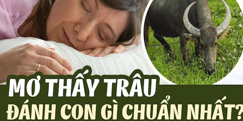 Ý Nghĩa Giấc Mơ Thấy Trâu Và Tìm Hiểu Con Số May Mắn