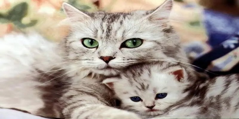 Chiêm bao gặp nhiều mèo